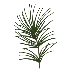 Pine Spruce Branches 1