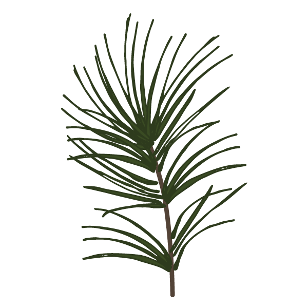 Pine
