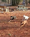 Carolina Dogs having fun