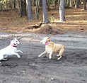 Carolina Dogs having fun