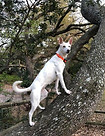 Barbie climbing a tree