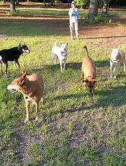 Shawn and her Carolina Dogs