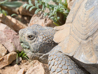 First Desert Tortoises of the Year!