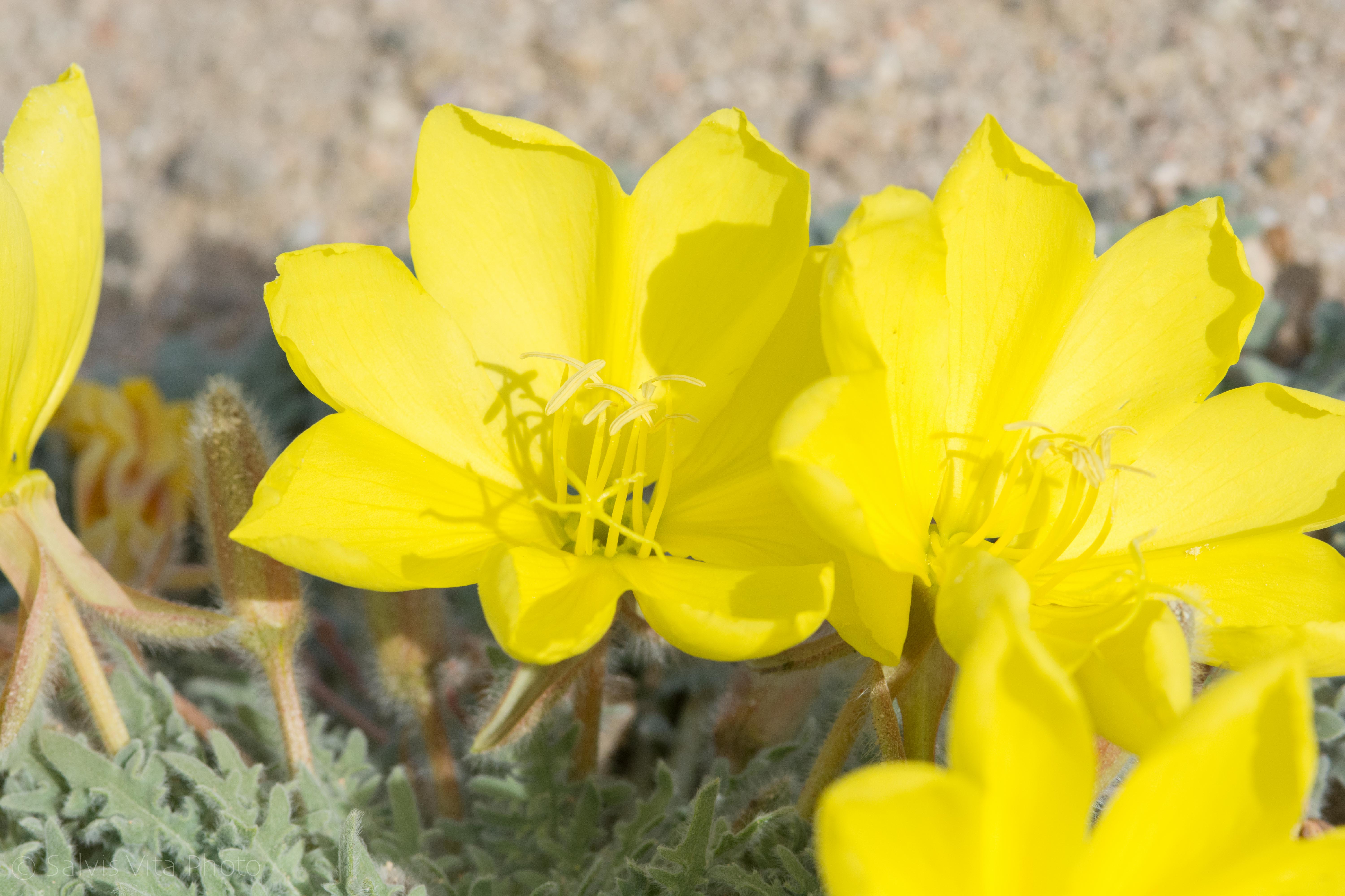 Yellow Evening Primrose, California City