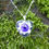 Thumbnail: Violet starflower heart necklace
