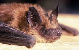 Big Brown Bat