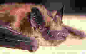 Big Brown Bat