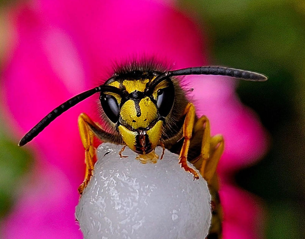 Wasp resting on "ice"
