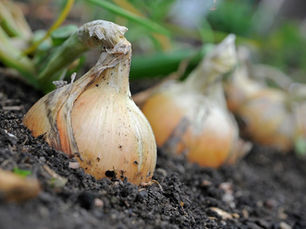 How to Grow Onions: The Complete Beginner's Guide