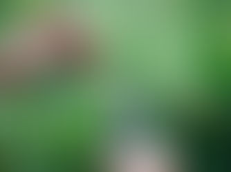 Healthy Trees, Bigger Harvests: Master Fruit Tree Pruning!