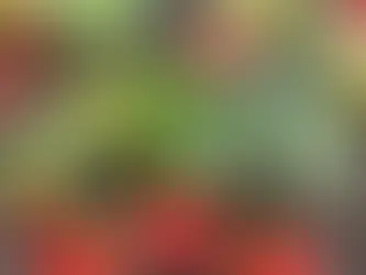 How to Grow Strawberries from seed – No Experience Needed!