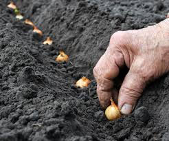 onion sets being planted