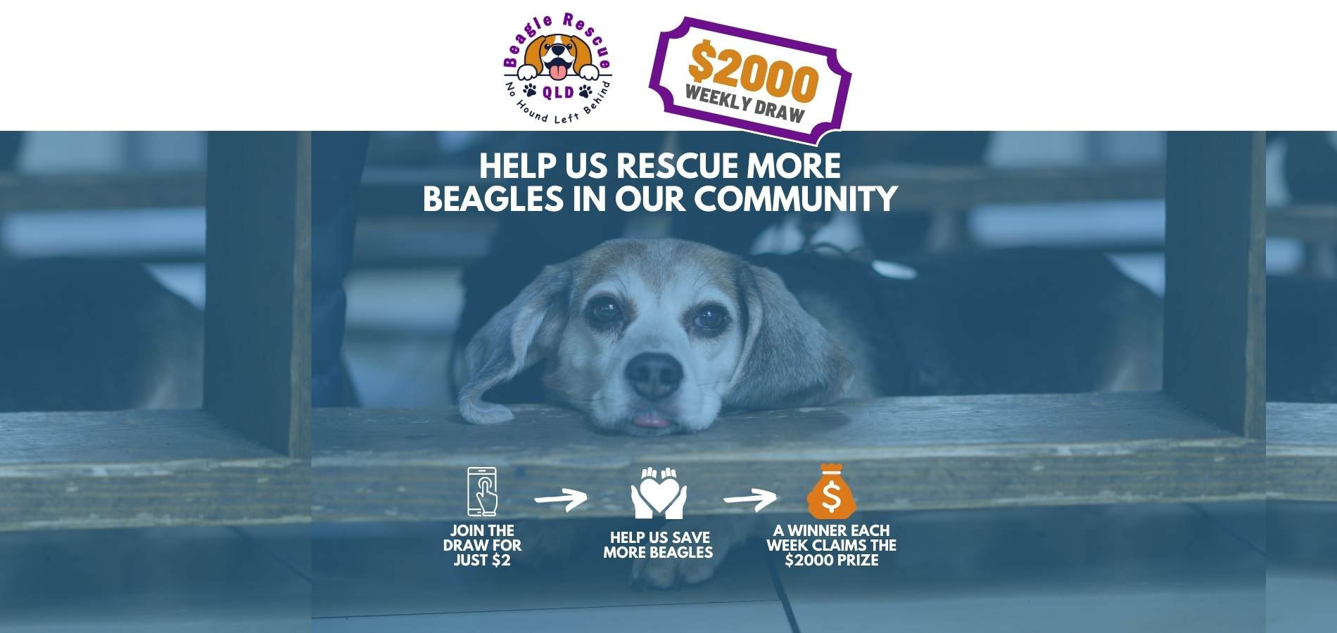 Reward For Rescue REWARDS | Beagle Rescue