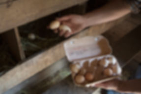 Collecting Eggs