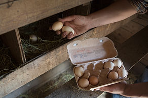 Collecting Eggs