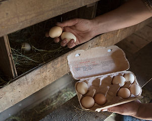 Collecting Eggs