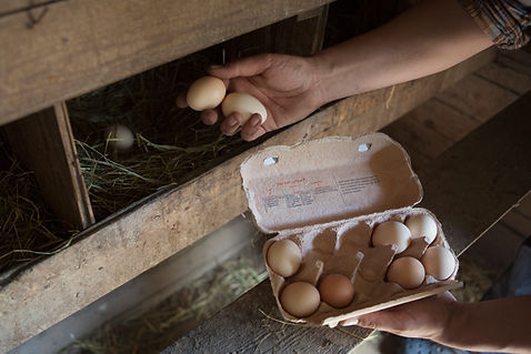 Collecting Eggs