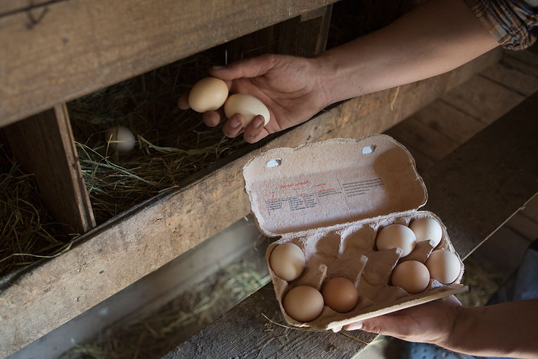 Collecting Eggs
