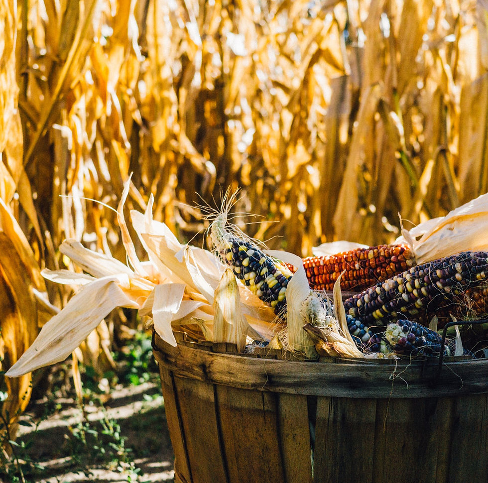 The Turn Toward Gratitude -- Luke 17:11-19 (Thanksgiving Sunday)