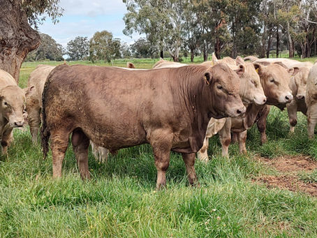 Beef Week 2024
