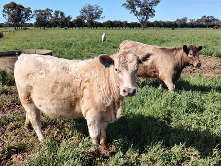 Elmore Field Days Event 2022