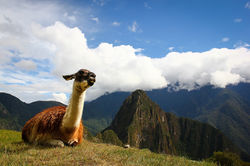 WILDLIFE