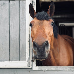 Hopeful de Blondel