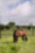1505-MalenaBreeding-CecileSablayrolles-DSC00275.jpeg
