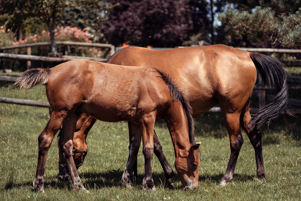 LaGenevraie_200721_DSC00253A