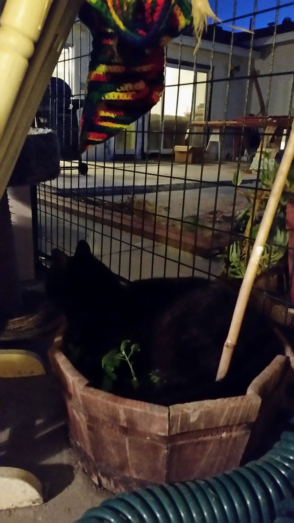 C NGHT STK CATNIP BK CAT