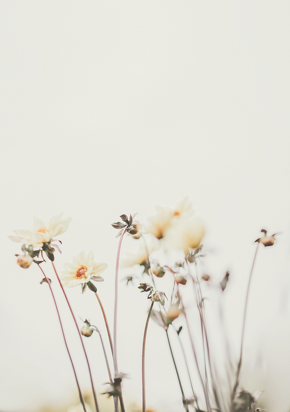 annie-spratt-4CQ3sEkV-TE-unsplash_edited_edited_edited.png
