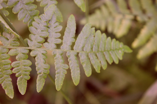 Fern in Nelson, BC