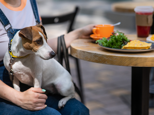 La Inteligencia Artificial da a conocer cuáles son los proyectos inmobiliarios más "Pet Friendly"
