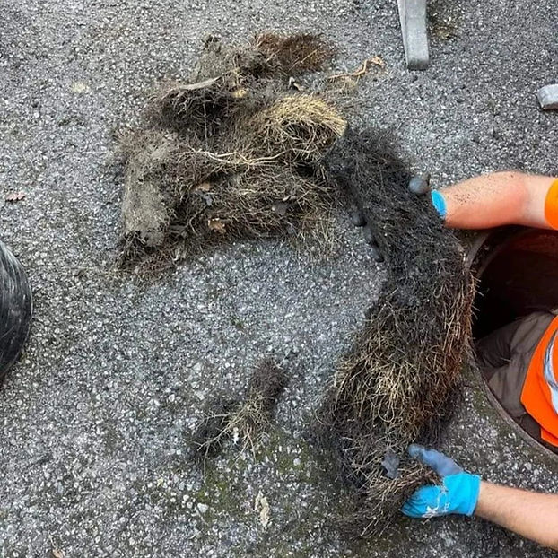 Root in Drain - Scope Innovations Ltd.jpg