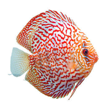 Symphysodon aequifasciatus var 紅網紋七彩神仙_1537_edited.png