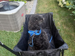 A dog in a wagon