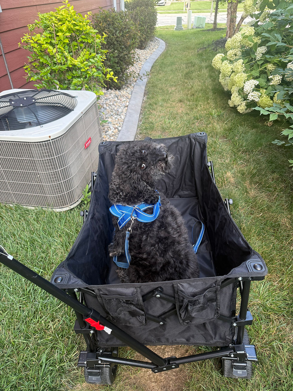 Kona "enjoying" the new-to-us wagon