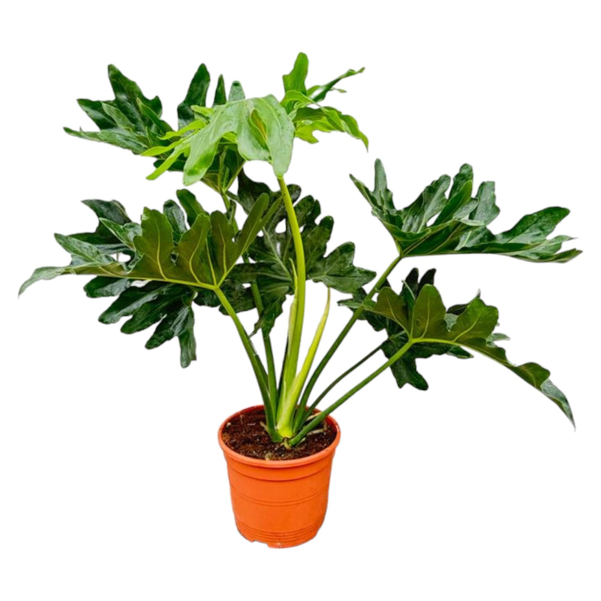 Baumfreund Philodendron Selloum – 60cm – Ø22cm – Tropische Zimmerpflanze mit gro