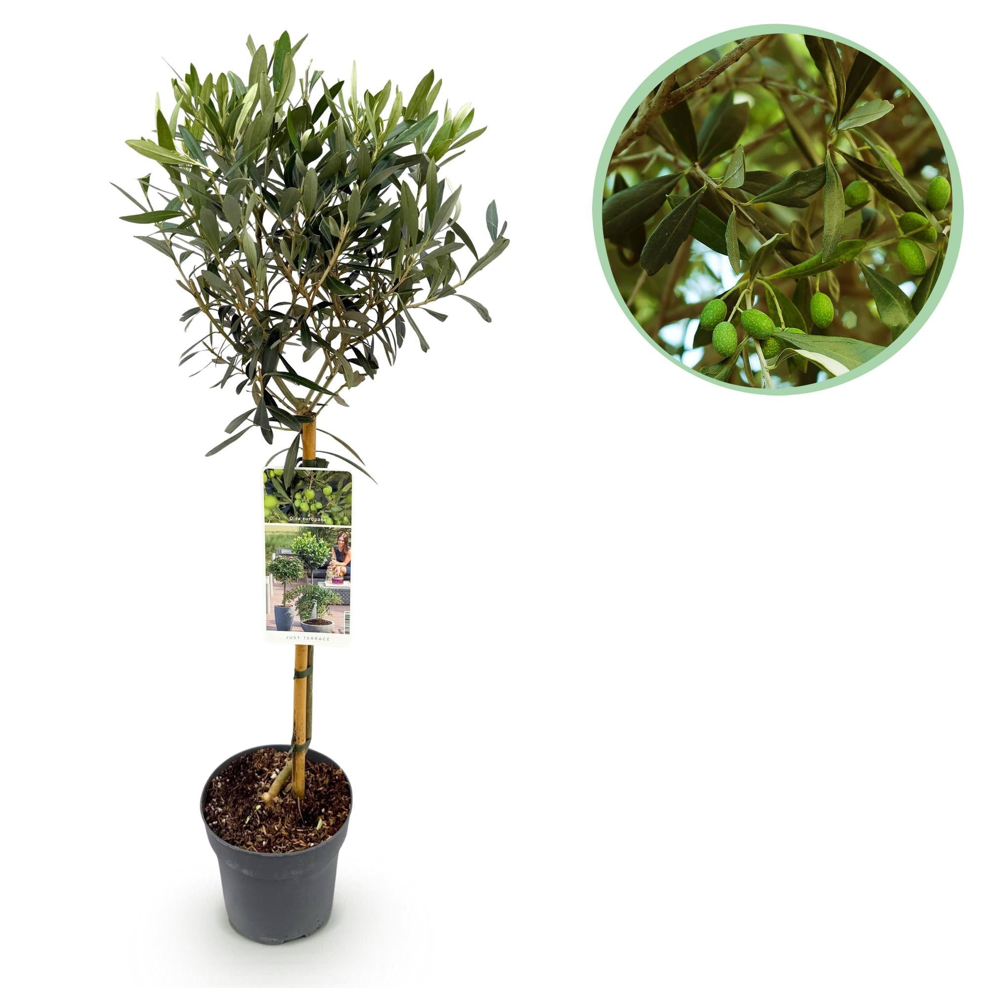 Olea Europaea Olivenbaum auf Stamm – Immergrüne Terrassenpflanze – Pflegeleicht