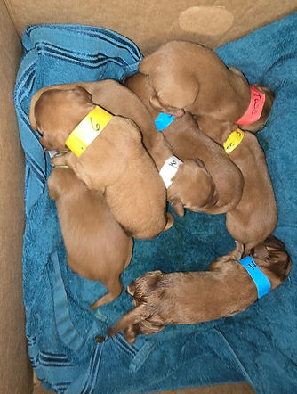 whleping room stuff (17).jpg