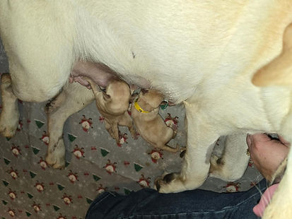 Miss Bunny Puppies (3)_edited.jpg