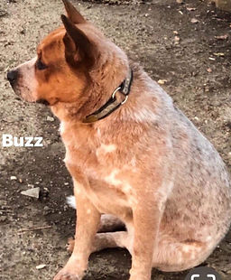 Oakie beth Sire (3)_edited.jpg