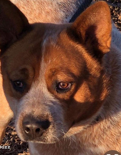 Oakie beth Sire (1)_edited.jpg