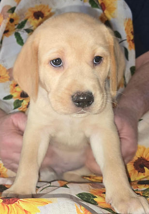 Lucy's Blue Collar Boy #1 (1).jpg