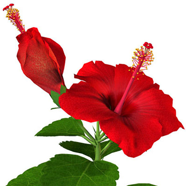 Thumbnail: Hibiscus Petal