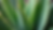 Close-up view of an aloe vera plant