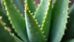 Top Natural Skincare Ingredients for Radiant Skin