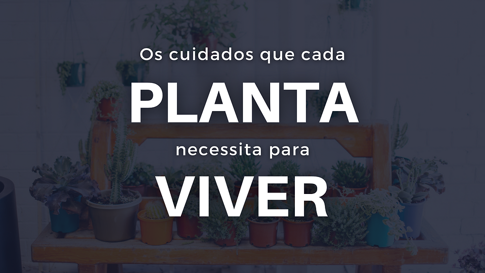 Os cuidados que cada planta necessita para viver