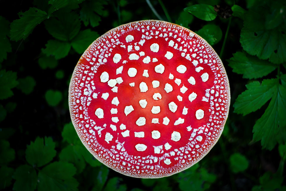 Red pileus (cap) of an inedible toxic poisonous mushroom fungus Amanita (fly agaric, Amani