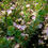 Miniature : Capparis spinosa inermis